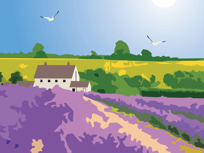 Cotswolds Lavender illustration close up